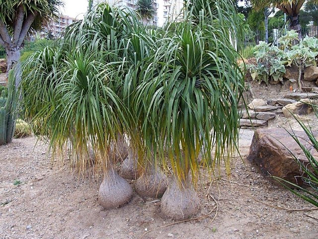 10 Beaucarnea Recurvata Plants , Pony Tail Palm , Nolina Palm , Elephant foot plants