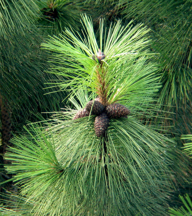 100 Pinus kesiya. Pinus khasya, Pinus insularis