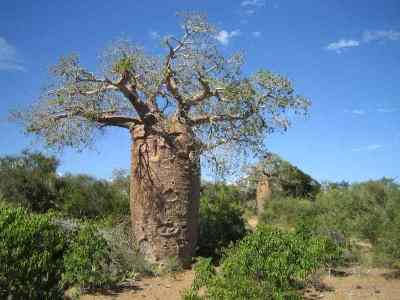 25 Seeds Adansonia rubrostipa, Fony Baobab Seeds