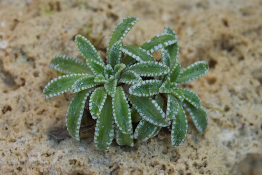 20  Saxifraga crustata Seeds, silver saxifrage Seeds