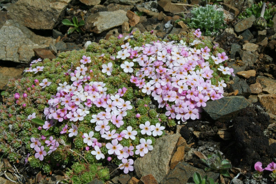 25  Androsace alpina Seeds, Rock-Jasmine or Androsace alpina