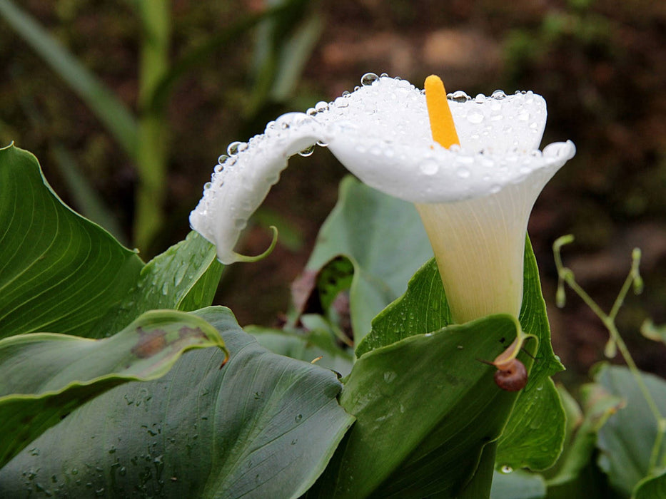 50 Zantedeschia aethiopica Calla lily, Arum lily Calla aethiopica , white calla