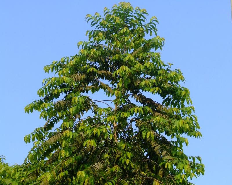 50  Putranjiva roxburghii Seeds. Putranjiva, Lucky Bean Tree Seeds. Synonyms: Drypetes roxburghii, Nageia putranjiva