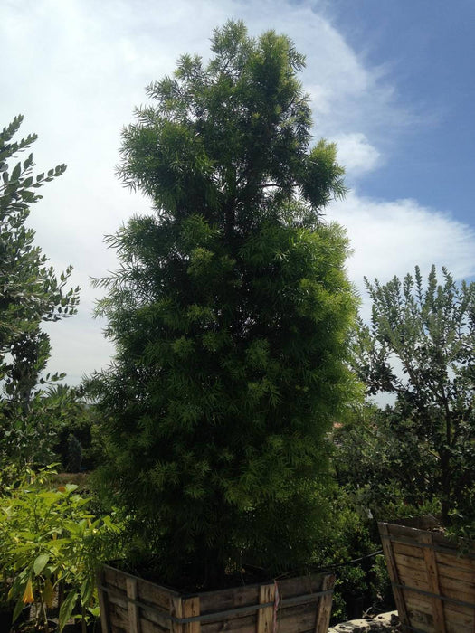 50 Podocarpus gracilior, Fern Pine Seeds, Afrocarpus gracilior Seeds