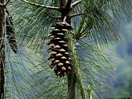 50 Pinus wallichiana , Bhutan Pine Seeds 'Blue pine Seeds. Himalayan white pine Seeds