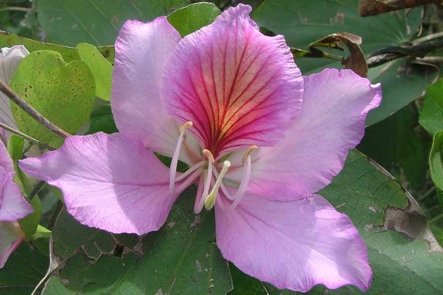 50  Bauhinia variegata Seeds, Kachnar, Orchid Tree, Varigated Bauhinia
