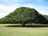50  Samanea saman Seeds  ,Rain Tree Seeds ,Monkey Pod Tree Seeds, French tamarind Tree Seeds