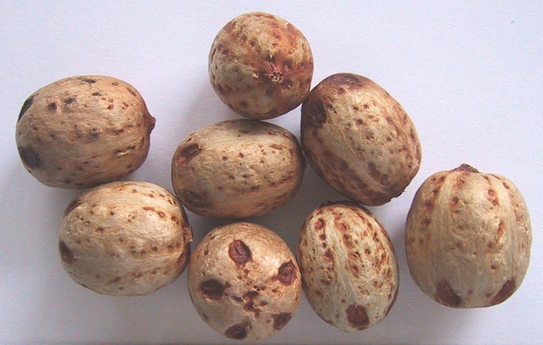 10 Choerospondias axillaris Seeds, Lapsi Seeds