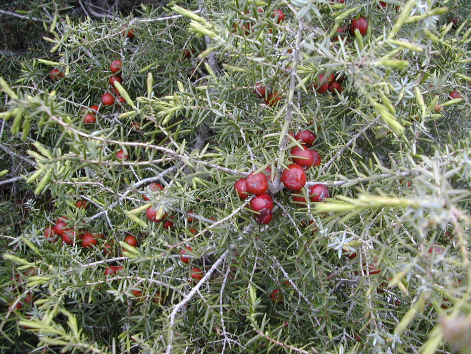 5 Seeds Juniperus Oxycedrus , Wood Tar Tree Seeds