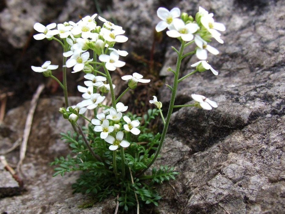 20 Hutchinsia alpina Seeds, Hornungia alpina Seeds, HUTCHINSIA affinis,