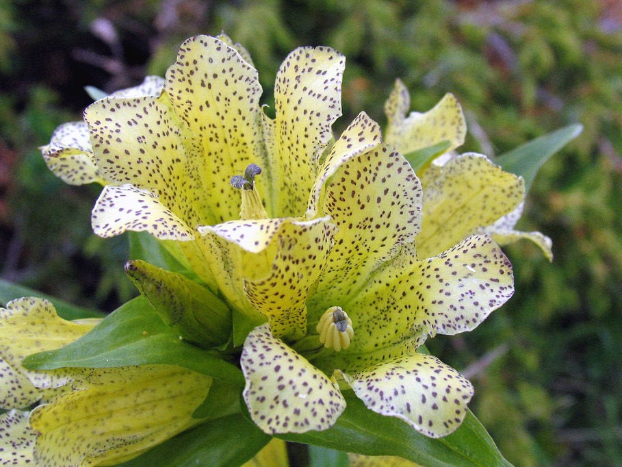 50 Seeds Gentiana punctata Seeds, Gentiana Seeds, spotted gentiana Seeds
