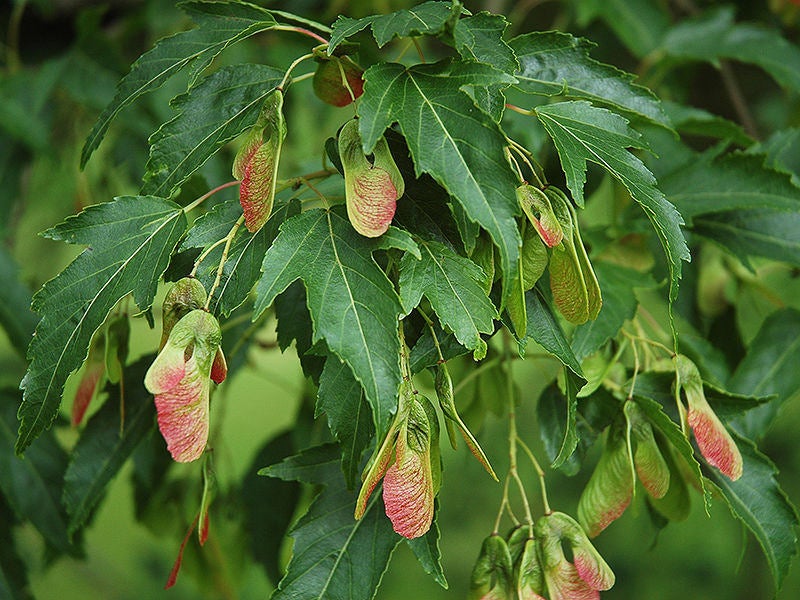 10 Acer tataricum Seeds, Tatarian Maple Seeds
