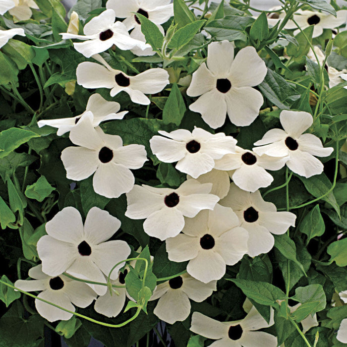15 Thunbergia alata White,  Black-eyed Susan vine Seeds