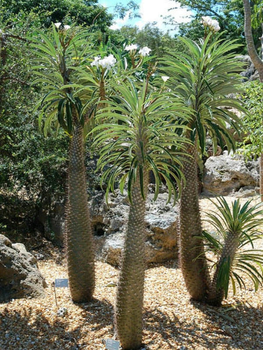 20 Pachypodium geayi Seeds , Madagascar Palm Seeds