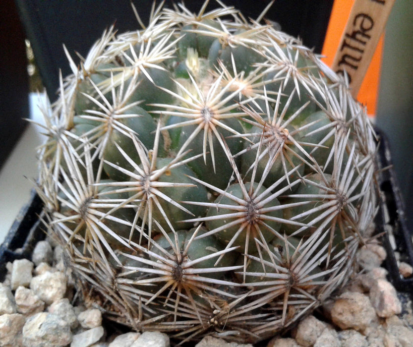 10 Coryphantha radians Seeds , Prickly Beehive Cactus, Cory-cactus Edgehog, Sea Urchin Cactus
