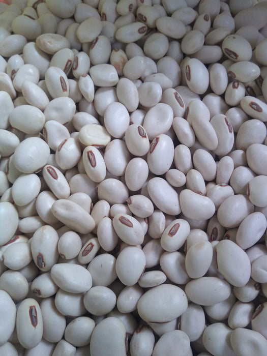 25  Canavalia ensiformis Seeds, Horse Bean Seeds , Jack bean, Sword bean Seeds
