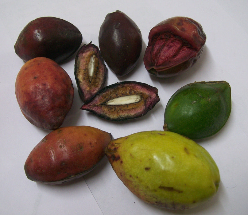 15 Terminalia catappa Seeds .Tropical Almond Seeds. Indian almond Ketapang Seeds