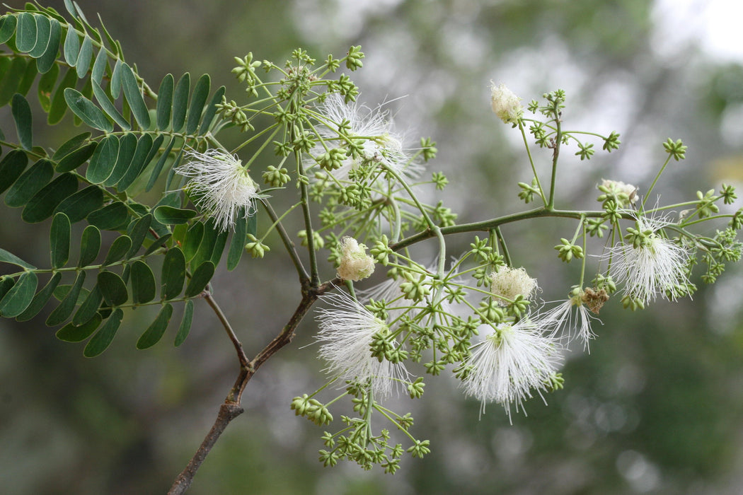 50 Acacia odoratissima Seeds , Albizia micrantha,   Albizia odoratissima Seeds, Ceylon rosewood, fragrant albizia Seed , tea shade tree Seed