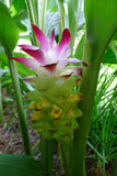 10 Curcuma longa Rhizomes , Turmeric Rhizomes For Growing, Phytosanitary certificate Included
