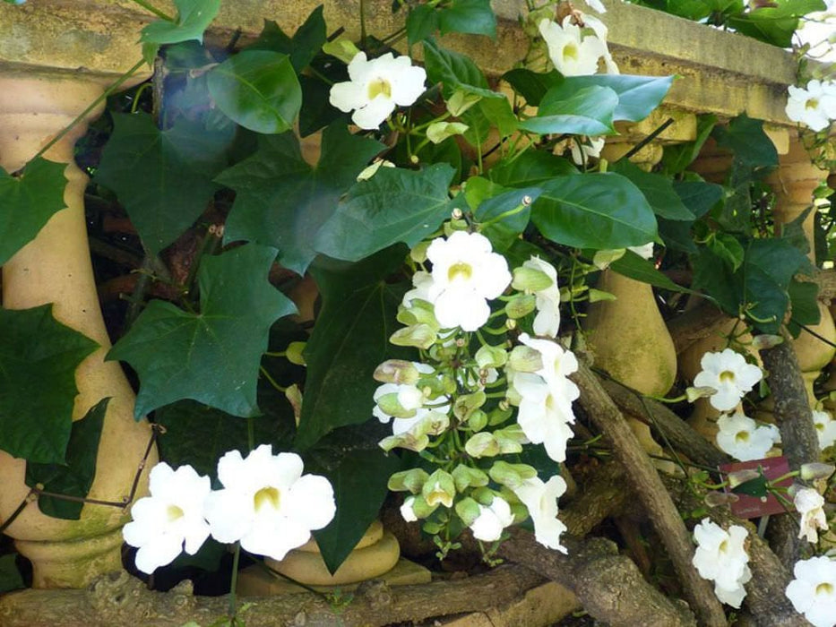 25  Thunbergia grandiflora Alba, White Bengal Clock vine Seeds.White Bengal Clock vine Seed, White Sky Vine Seeds,
