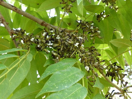 15 Machaerium paraguariense Seeds