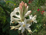 3 Polianthes tuberosa Bulbs , Double Flowering Tuberose Bulbs , Rajanigandha Bulbs