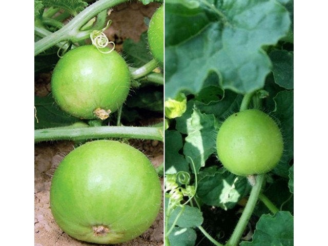 100 Praecitrullus fistulosus Seeds , Tinda Seeds ,Indian round melon,  round gourd, apple gourd ,Indian baby pumpkin, Citrullus vulgaris