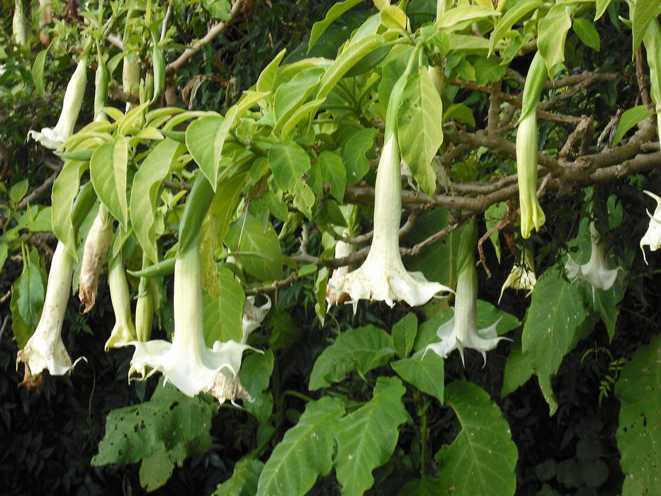 50 Brugmansia candida Seeds,  White Angels Trumpet Seeds.