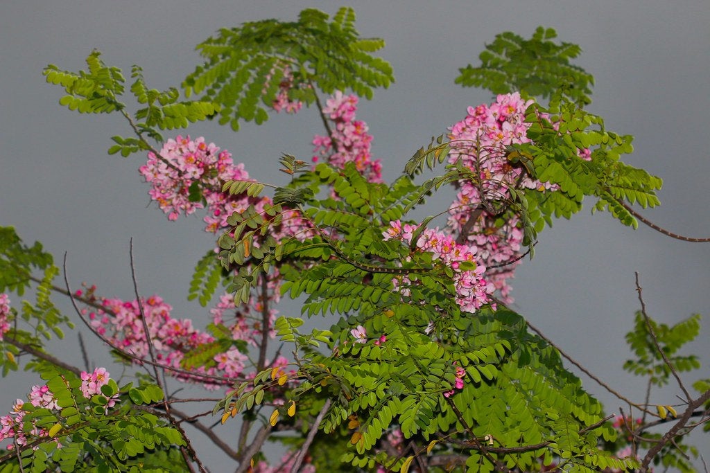 50 Cassia Grandis Seeds, Coral Shower Tree Seeds, Pink shower tree Seeds, Horse cassia, stinking-toe Seeds.