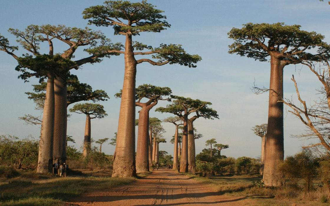 5 Adansonia Grandidieri Seeds, Grandidier's baobab (Giant Baobab Seeds)