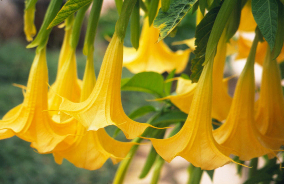 50 Brugmansia suaveolens Seeds, Yellow Angel Trumpet Flower Seeds