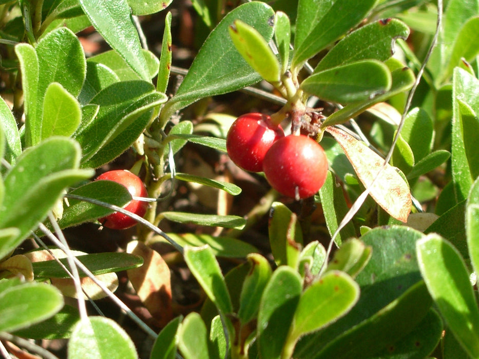 10 Arctostaphylos uva-ursi Seeds,  bearberry  Seeds ,kinninnick Seeds
