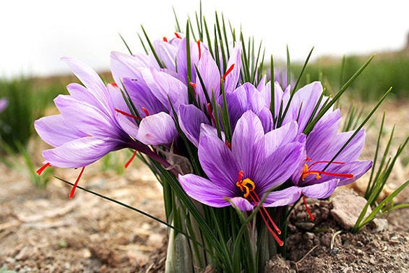 15 Crocus sativus Bulbs, Saffron Bulbs,  saffron crocus Bulbs, Saffron Spice Bulbs,  July 2023 Fresh Crop