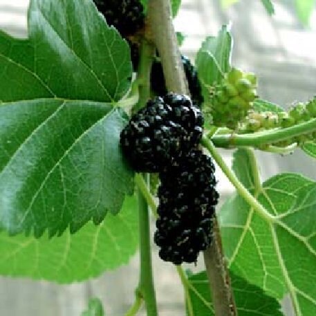50 Morus nigra Seeds,  black mulberry Fruit   Seeds, blackberry Seeds