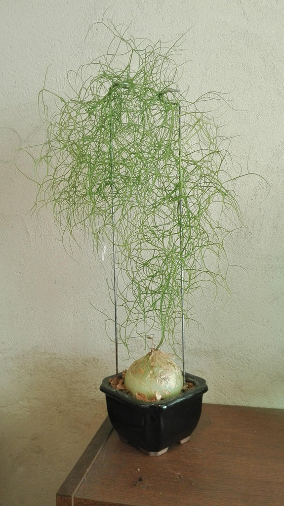 1 Bowiea volubilis  Bulb, climbing onion , Sea onion bulb