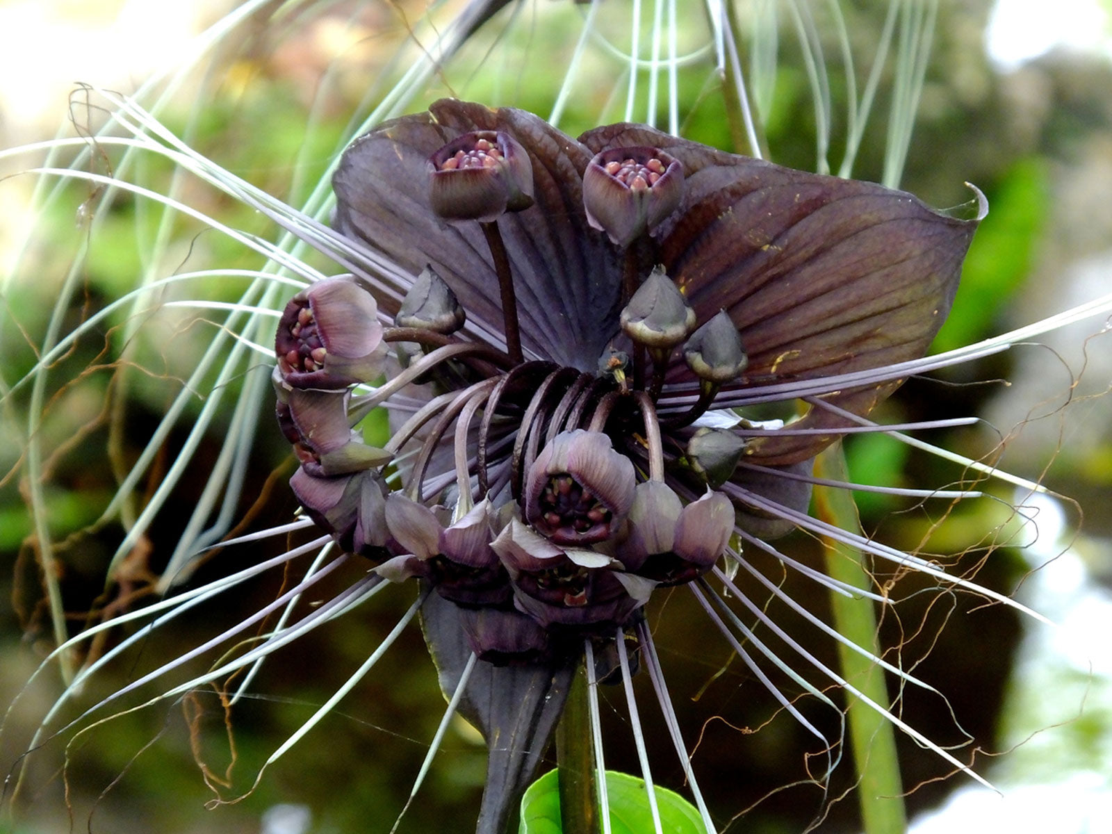 A small note to help you get good results from your Tacca bulbs