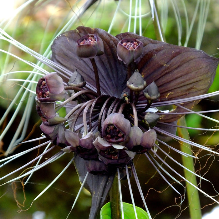 A small note to help you get good results from your Tacca bulbs