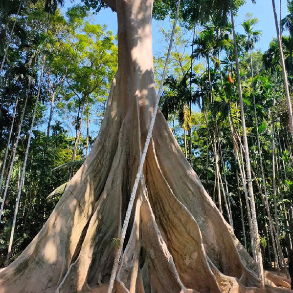 200 Ficus albipila Seeds , Abbey tree Seeds, Exotic Bonsai Tree Seeds, Ficus Seeds