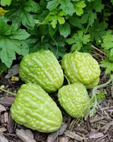 10 Momordica charantia Round Seeds . Bitter gourd Round , Round Karela