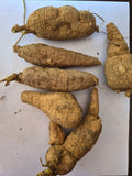 10 Momordica dioica (Kantola) Rhizomes – 8 Female and 2 Male Rhizomes, Free Phytosanitary Certificate Included