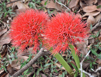 2 Scadoxus multiflorus Bulbs, Haemanthus multiflorus , Football Lily Bulbs