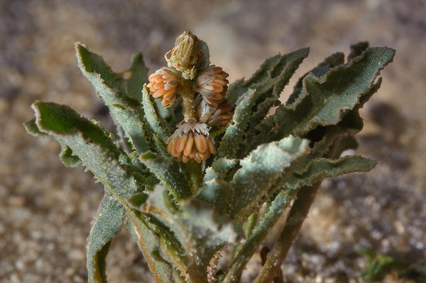 50 Reseda muricata Seeds,  Mignonette Seeds