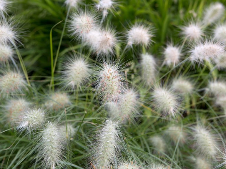 200 Pennisetum villosum Seeds , Feathertop Grass Seeds
