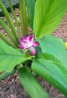 2 CURCUMA ZEDOARIA Rhizomes , Zedoary Curcuma, White turmeric Rhizomes