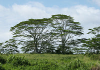 50 Albizia falcataria Seeds, White Albizia Seeds, Timber Tree Seeds