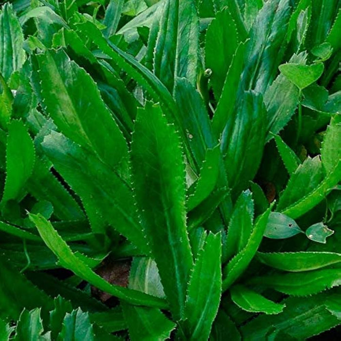 1000  Eryngium foetidum Seeds, Mexican Coriander Asian Ngò Gai Seeds