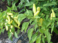 25 White Kanthari Chilli Seeds, ,Kanthari Mulaku Bird Eye Chilli Seeds, Capsicum annuum Seeds