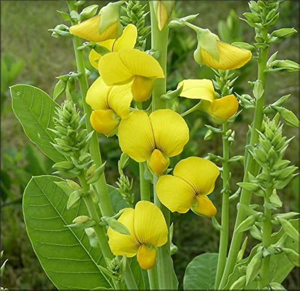 50 Crotalaria spectabilis Seeds, Showy Rattlepod Seeds, Rattlebox Seeds