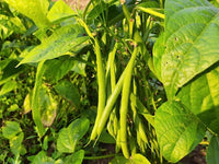 50 Climbing French Bean , Pole Bean Seeds | Climbing Bean Seeds, Runner Beans Seeds, Phaseolus Vulgaris, Non Gmo Seeds