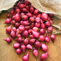 100 Sambar Onion Seeds, Pink Onion Small Seeds, Small Red Onions ,Shallots Seeds, Chuvannulli